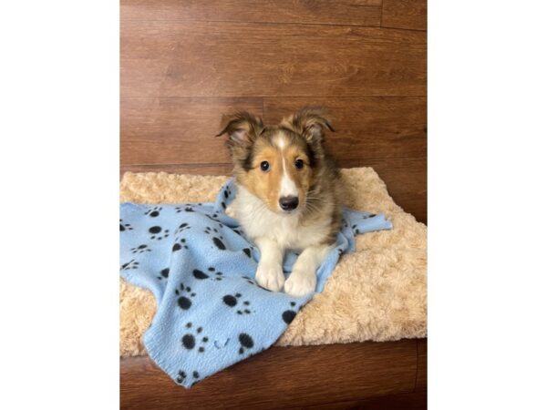 Shetland Sheepdog DOG Male Sable / White 2787 Petland Florence, Kentucky