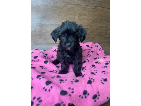 Yorkiepoo-DOG-Female-Black-2788-Petland Florence, Kentucky