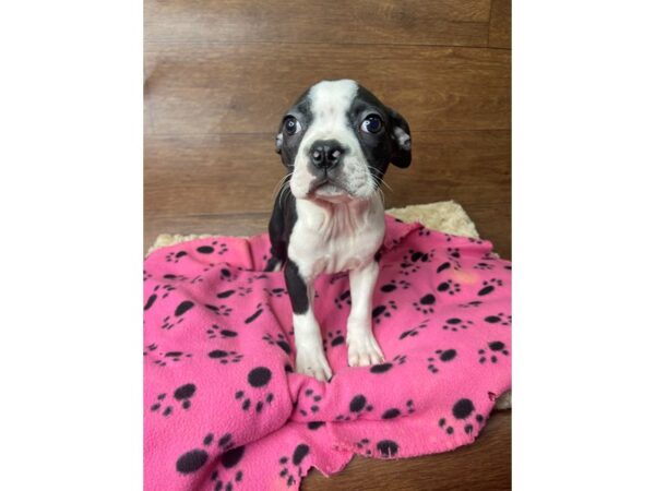 Boston Terrier-DOG-Male-Black / White-2792-Petland Florence, Kentucky