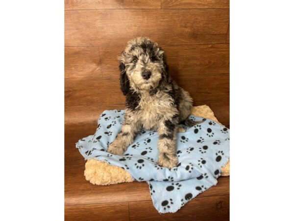 Goldendoodle DOG Male Merle 2772 Petland Florence, Kentucky