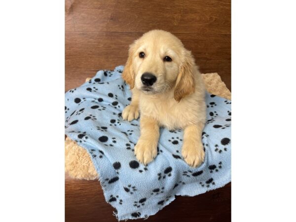 Golden Retriever DOG Male Golden 2781 Petland Florence, Kentucky