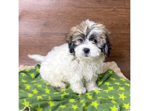 Teddy Bear-DOG-Male-White / Brown-2791-Petland Florence, Kentucky