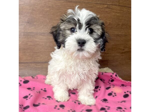 Teddy Bear-DOG-Male-White / Brown-2790-Petland Florence, Kentucky