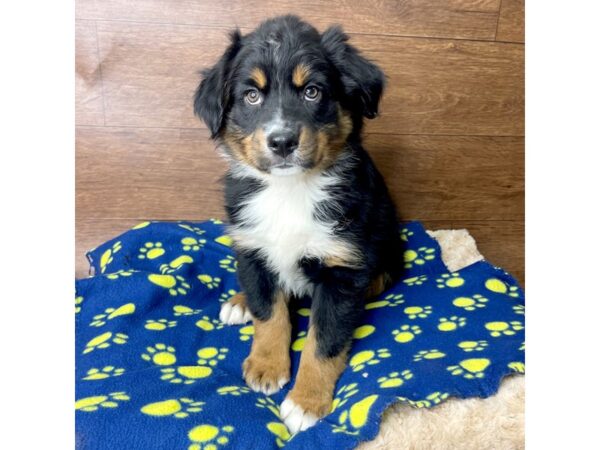 Australian Shepherd DOG Male Black Tan / White 2785 Petland Florence, Kentucky