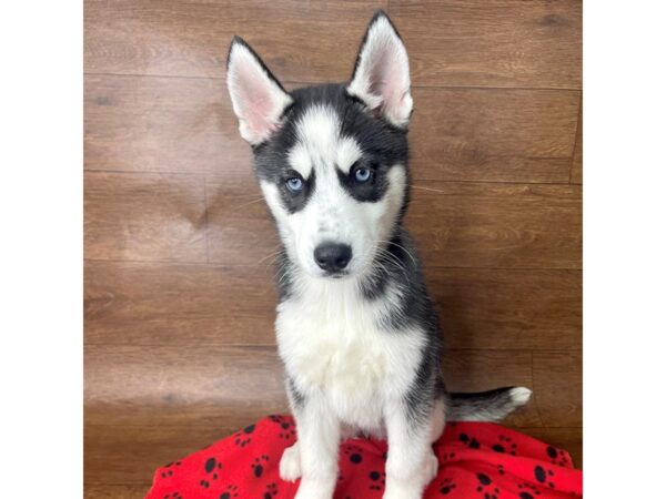 Siberian Husky DOG Female Black / White 2784 Petland Florence, Kentucky