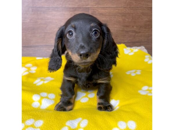 Dachshund DOG Male Black / Tan 2783 Petland Florence, Kentucky