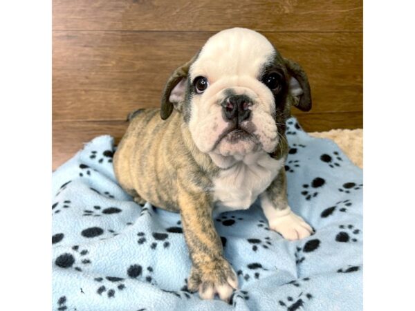 Bulldog DOG Male Brindle 2780 Petland Florence, Kentucky