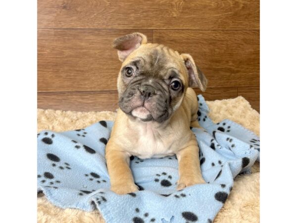 French Bulldog-DOG-Male-Fawn-2779-Petland Florence, Kentucky