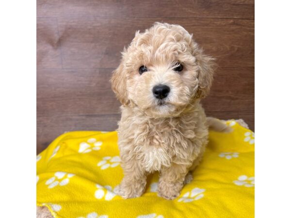 Bichapoo DOG Male Apricot 2778 Petland Florence, Kentucky