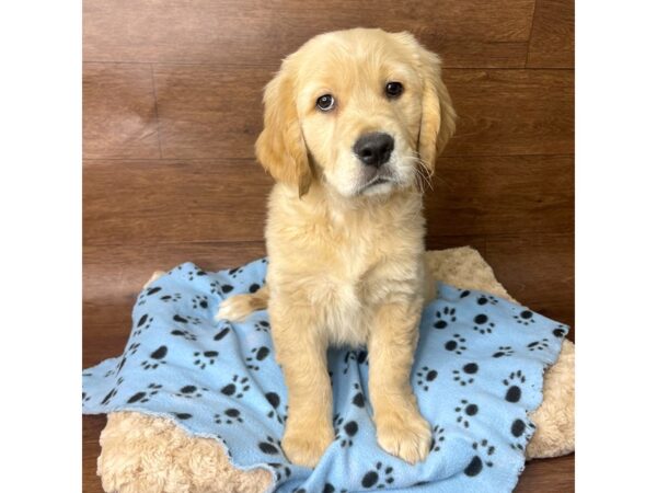 Golden Retriever DOG Female Golden 2774 Petland Florence, Kentucky