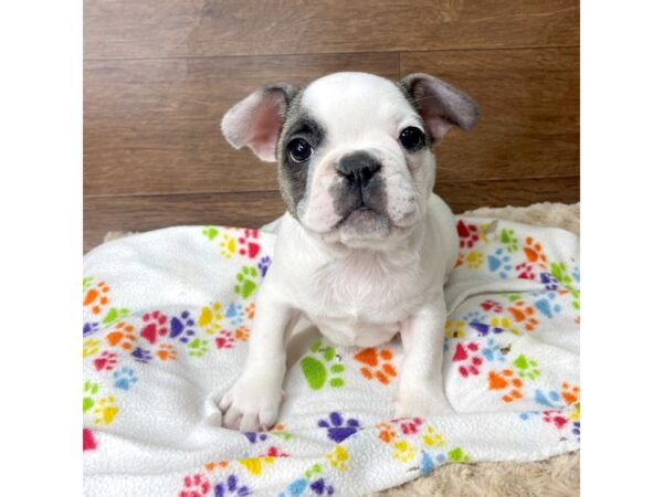 French Bulldog-DOG-Male-Blue Fawn-2773-Petland Florence, Kentucky