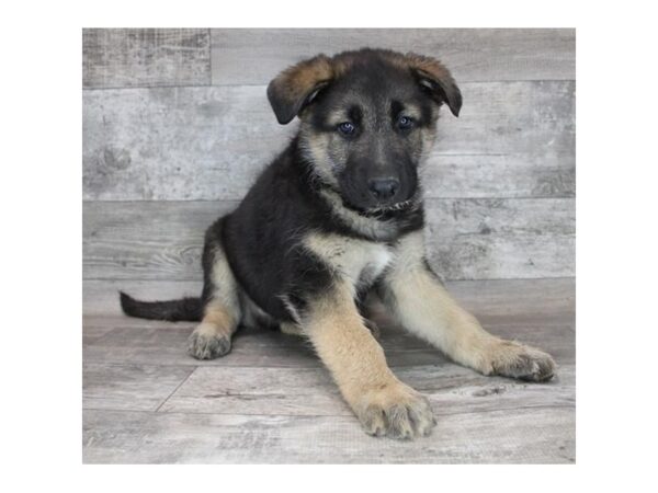 German Shepherd Dog DOG Male Black / Tan 2798 Petland Florence, Kentucky