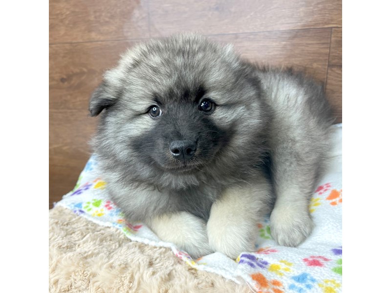 Keeshond Puppy Sable ID 2802 Located at Petland Florence Kentucky