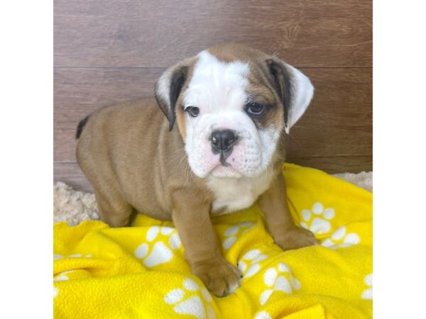 English Bulldog-DOG-Male-Red and White-2801-Petland Florence, Kentucky