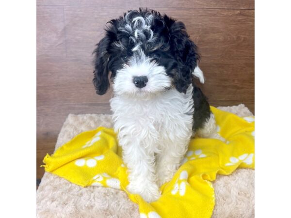 Bernedoodle Mini 2nd Gen-DOG-Female-Black White / Tan-2799-Petland Florence, Kentucky