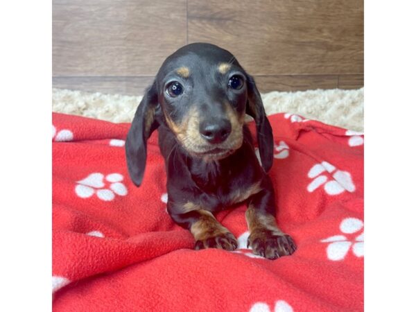 Dachshund DOG Male Black / Tan 2796 Petland Florence, Kentucky