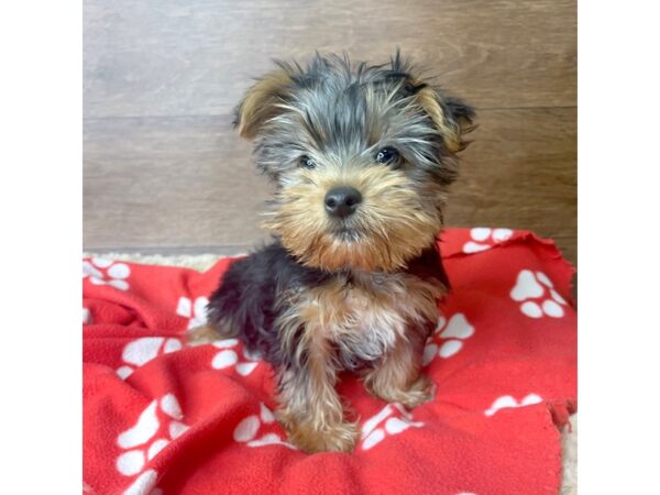 Yorkshire Terrier DOG Female Black / Tan 2795 Petland Florence, Kentucky