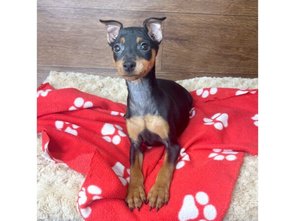 Miniature Pinscher DOG Female Black / Tan 2794 Petland Florence, Kentucky