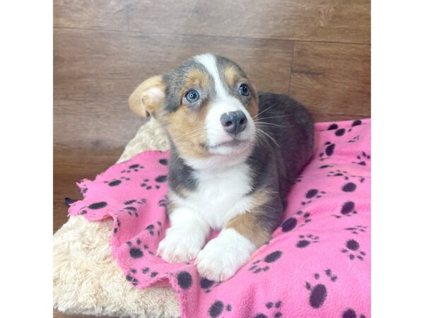 Pembroke Welsh Corgi DOG Male Blue White / Tan 2793 Petland Florence, Kentucky