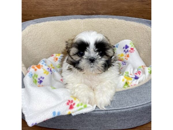 Shih Tzu-DOG-Male-Gold / White-2804-Petland Florence, Kentucky