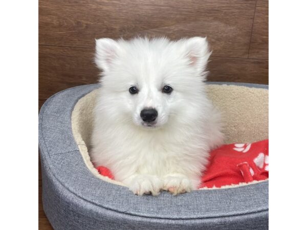 American Eskimo Dog DOG Male White 2820 Petland Florence, Kentucky