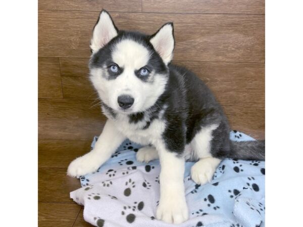 Siberian Husky DOG Male Black / White 2819 Petland Florence, Kentucky