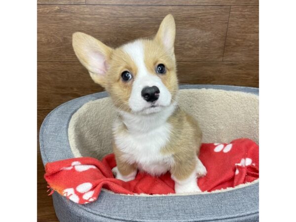 Pembroke Welsh Corgi DOG Male Sable / White 2818 Petland Florence, Kentucky