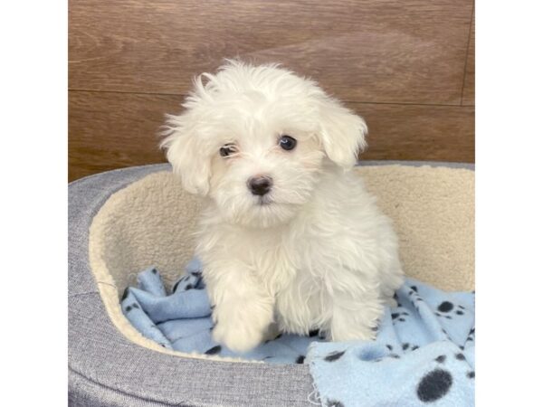 Maltese-DOG-Female-White-2816-Petland Florence, Kentucky