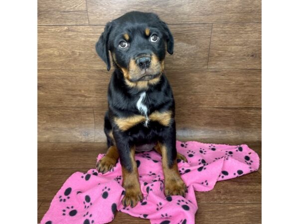 Rottweiler DOG Female Black / Mahogany 2815 Petland Florence, Kentucky