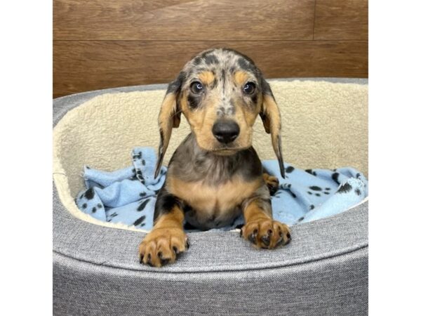 Dachshund DOG Female Black / Tan 2814 Petland Florence, Kentucky