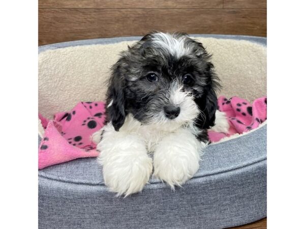 Teddy Bear-DOG-Female-Sable and White-2812-Petland Florence, Kentucky