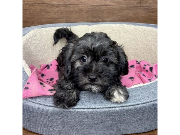 ShizaPoo DOG Female Black 2811 Petland Florence, Kentucky