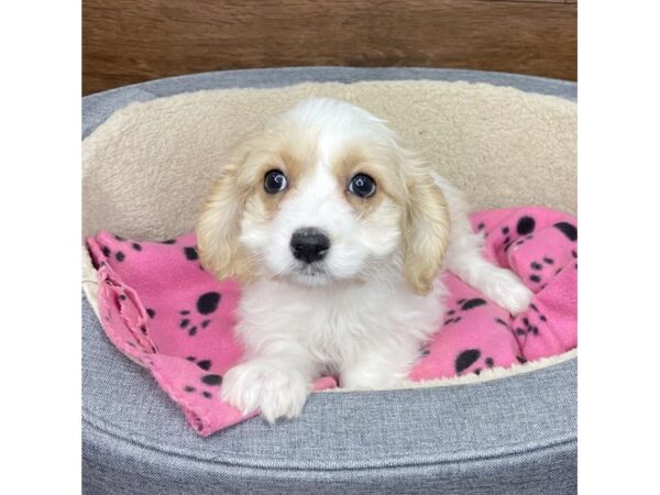 Cavachon-DOG-Female-Blenheim-2810-Petland Florence, Kentucky