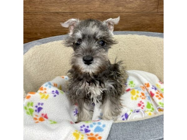 Miniature Schnauzer-DOG-Female-Salt / Pepper-2809-Petland Florence, Kentucky