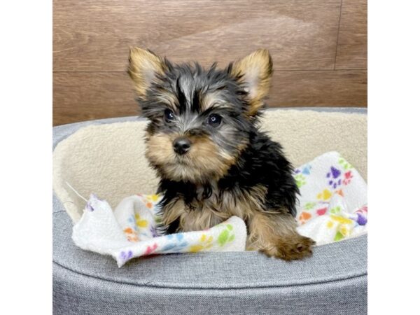 Yorkshire Terrier DOG Female Black / Tan 2808 Petland Florence, Kentucky