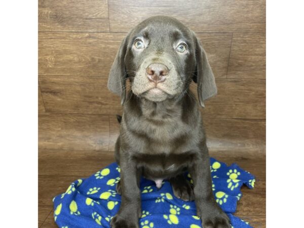 Labrador Retriever DOG Male Chocolate 2807 Petland Florence, Kentucky