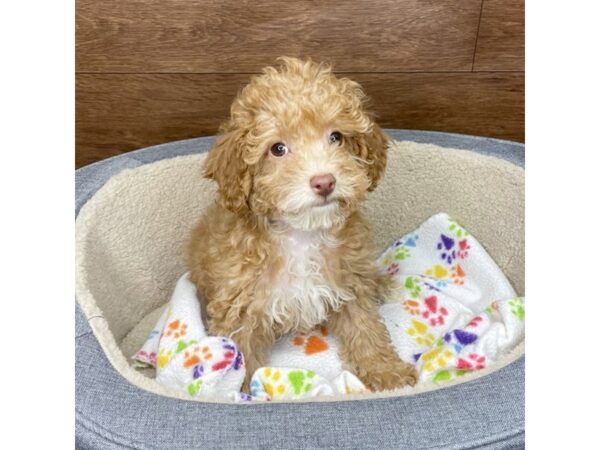 Poodle-DOG-Female-Red-2805-Petland Florence, Kentucky