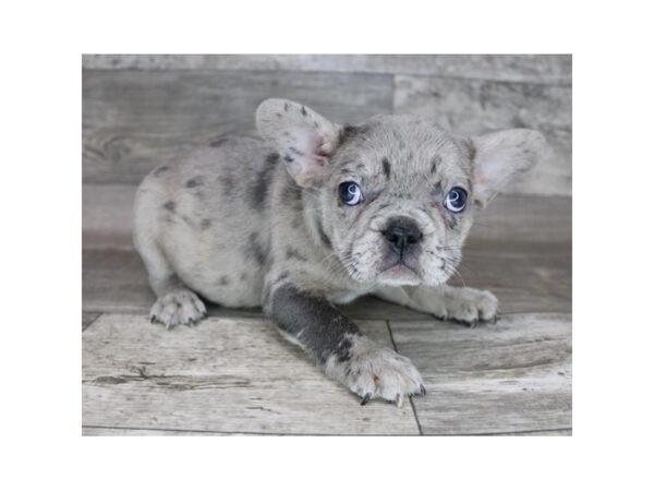 French Bulldog-DOG-Female-Blue Merle-2830-Petland Florence, Kentucky