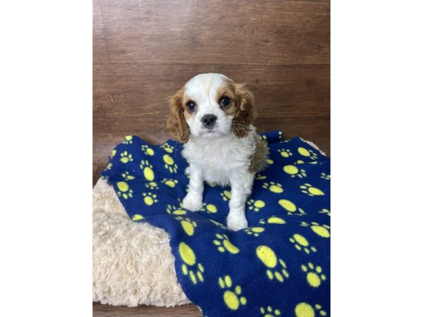 Cavalier King Charles Spaniel DOG Male Blenheim 2831 Petland Florence, Kentucky