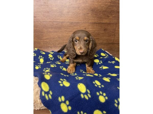 Dachshund DOG Female Chocolate / Tan 2826 Petland Florence, Kentucky