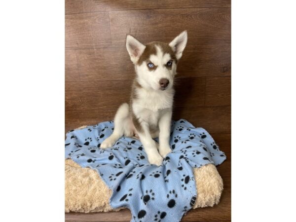 Siberian Husky DOG Female Red / White 2827 Petland Florence, Kentucky