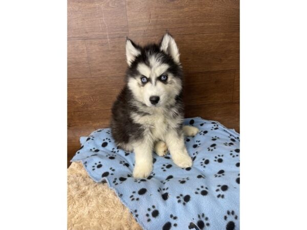 Siberian Husky DOG Male Black / White 2829 Petland Florence, Kentucky