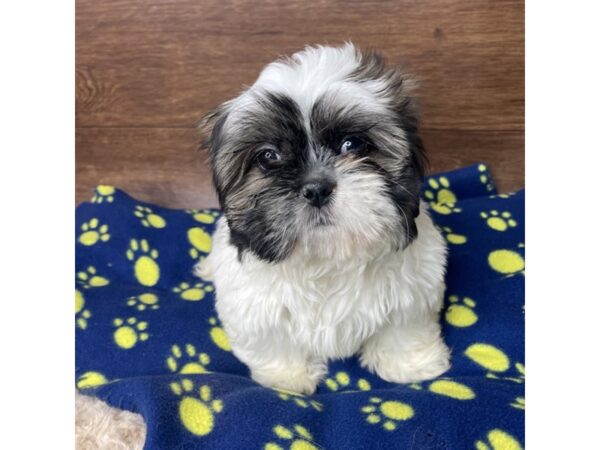 Shih Tzu DOG Male Red / White 2825 Petland Florence, Kentucky