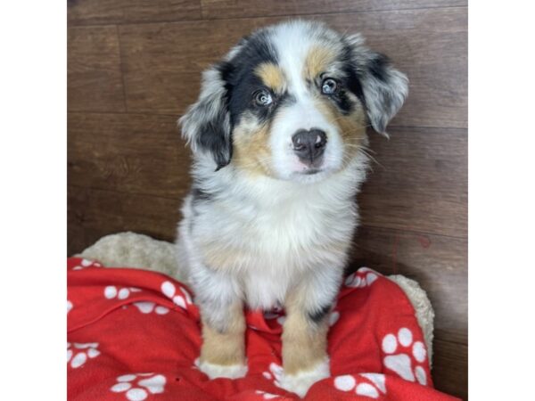 Australian Shepherd DOG Male Blue Merle 2823 Petland Florence, Kentucky