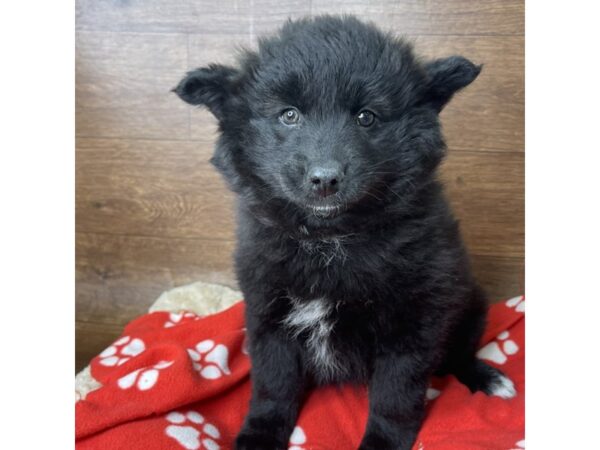 Pomsky DOG Male Black / White 2824 Petland Florence, Kentucky