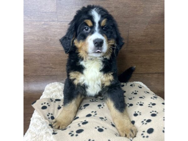 Bernese Mountain Dog DOG Male Black Tri Color 2841 Petland Florence, Kentucky