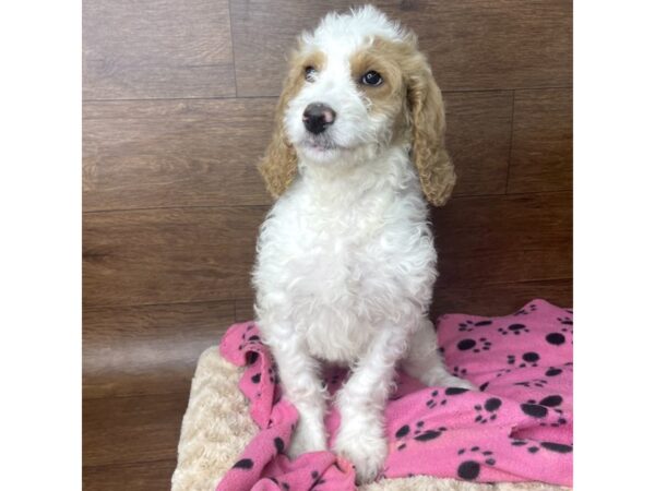 Goldendoodle 2nd Gen-DOG-Female-White / Apricot-2839-Petland Florence, Kentucky