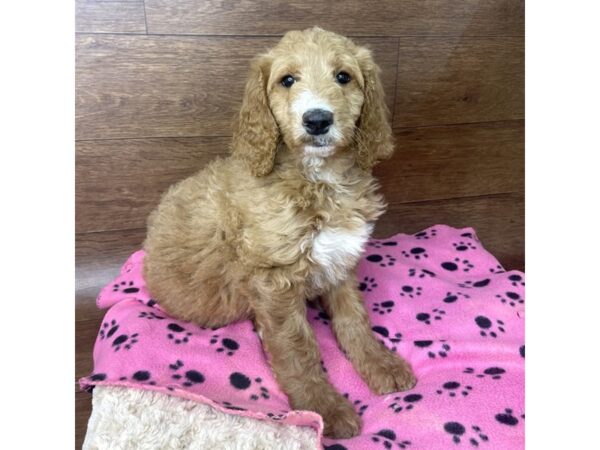 Goldendoodle 2nd Gen-DOG-Female-Dark Golden-2838-Petland Florence, Kentucky