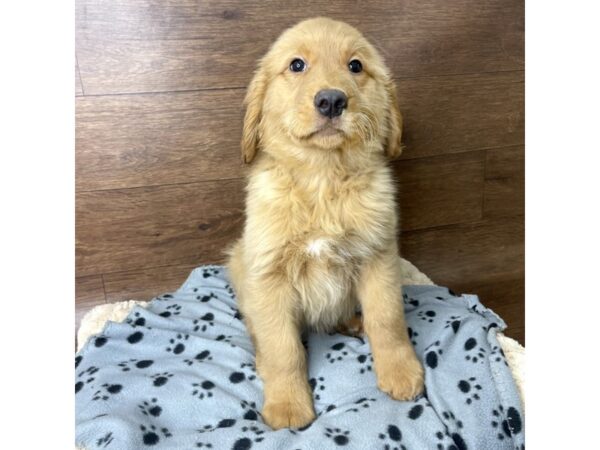 Golden Retriever DOG Male Dark Golden 2837 Petland Florence, Kentucky