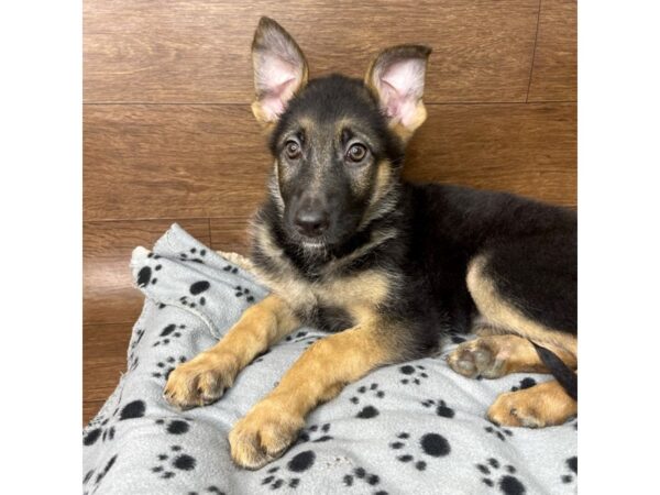 German Shepherd Dog DOG Female Black / Tan 2836 Petland Florence, Kentucky